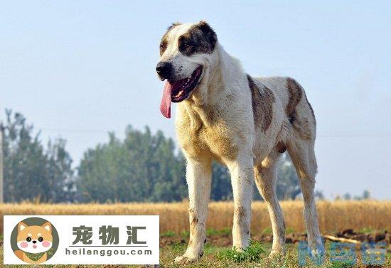 中亚牧羊犬价格是多少 中亚牧羊犬价格介绍