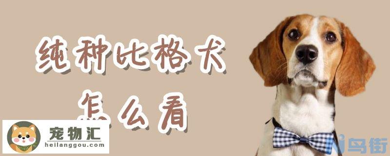 纯种比格犬怎么看