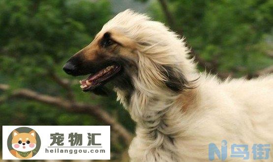 阿富汗猎犬价格一般是多少