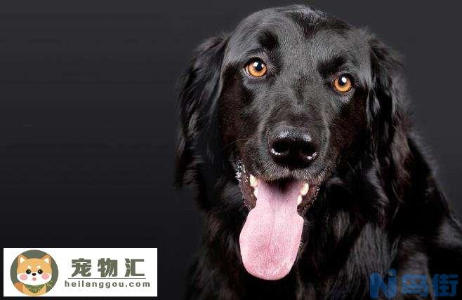 黑色可卡犬价格 黑色可卡犬价格多少钱