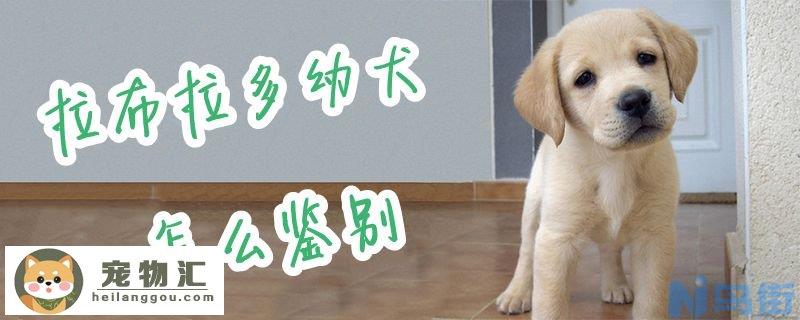 拉布拉多幼犬怎么鉴别