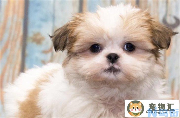 西施犬9000元贵吗