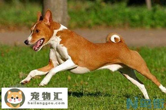 巴仙吉犬怎么看纯不纯 巴仙吉犬辨认技巧