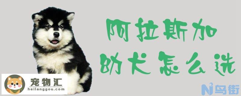 阿拉斯加幼犬怎么选