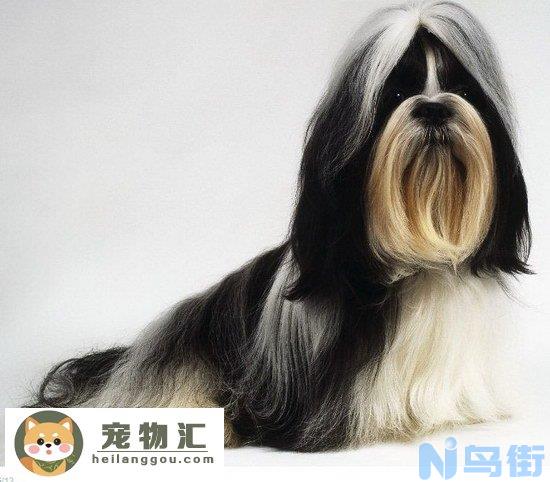 西施犬好养吗 西施犬好不好打理