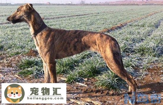 格力犬每天怎么溜 格力犬怎么遛出完美体形