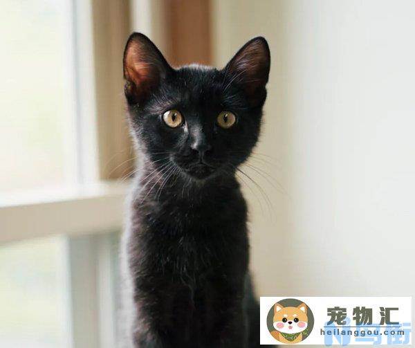 黑猫主动上门是什么兆头(黑白猫主动上门意味着什么)