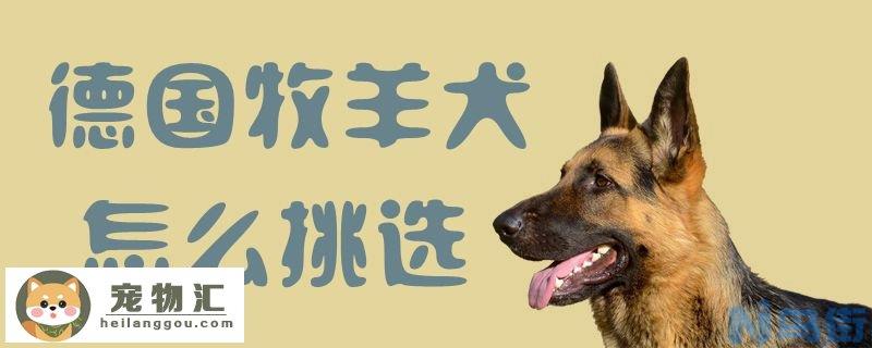 德国牧羊犬怎么挑选