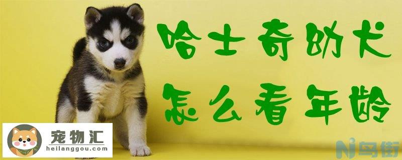 哈士奇幼犬怎么看年龄