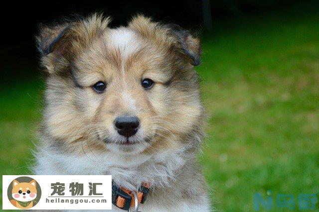 成年泰迪犬一般多少斤