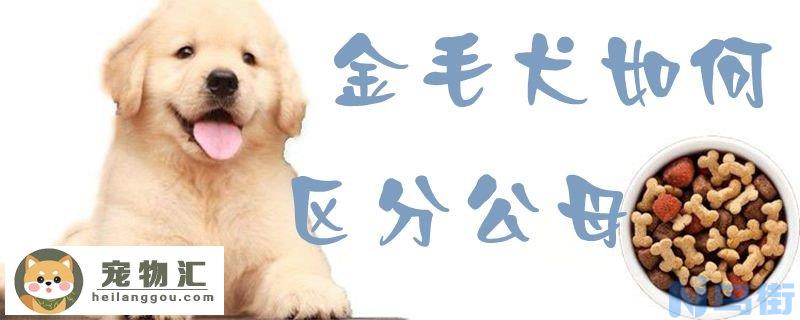 金毛犬如何区分公母