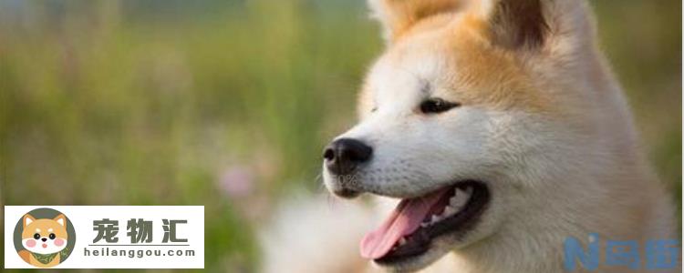 柴犬秋田犬区别 这样可以正确区别了吗？