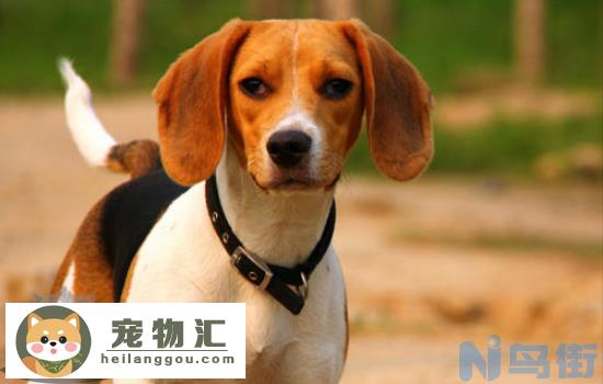 比格犬的缺点 看完你还想养吗