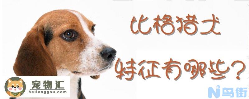 比格猎犬的特征有哪些