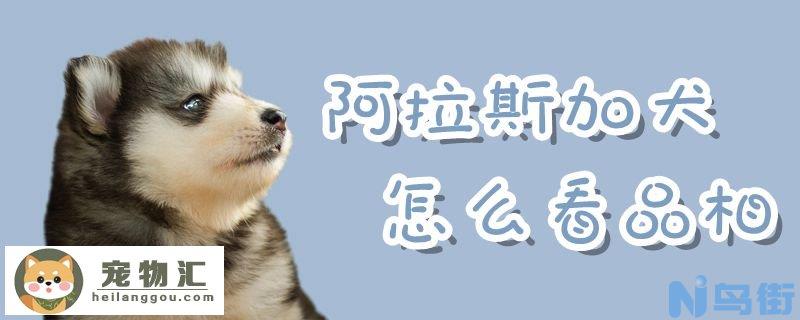 阿拉斯加犬怎么看品相