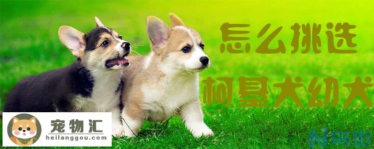 怎么挑选柯基犬幼犬