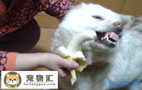 博美犬和比熊犬的区别 非常容易分辨哦！