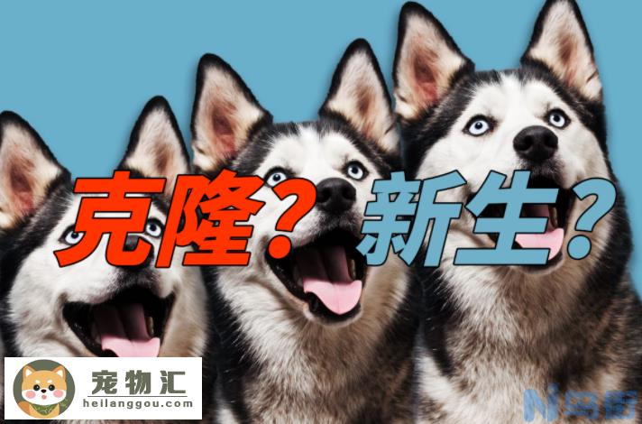 上海奶奶花18万克隆重病的爱犬，仅外貌相似