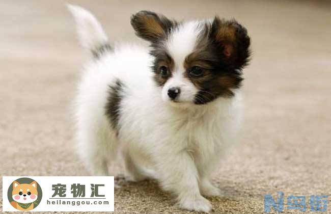 蝴蝶犬串串价格 蝴蝶犬串串价格多少钱一只