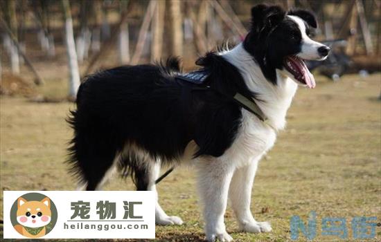 边境牧羊犬什么颜色贵