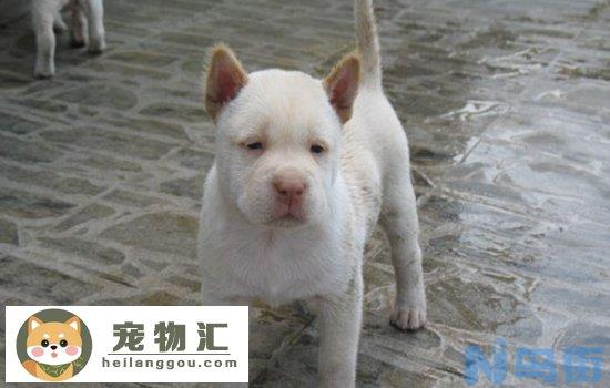 下司犬适合家养吗 下司犬适合看家护院吗？