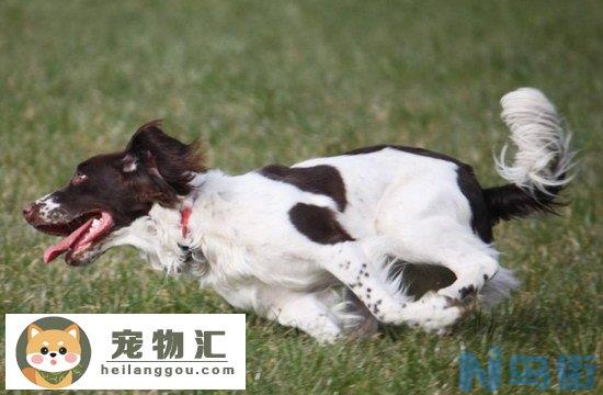 史宾格犬价格是多少钱 纯种英国史宾格犬多少钱一只