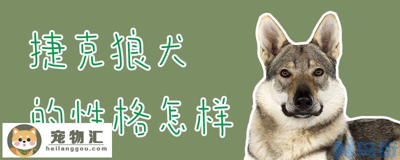 捷克狼犬的性格怎样