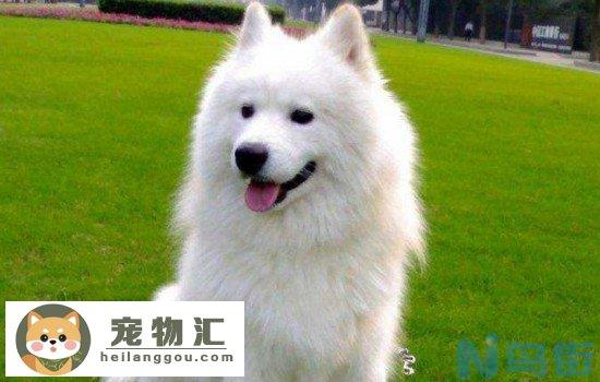 神犬小七里面的小雪是什么狗 你还记得这部电视剧吗？