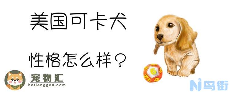 美国可卡犬性格怎么样