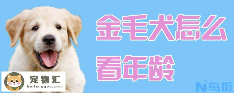 金毛犬怎么看年龄