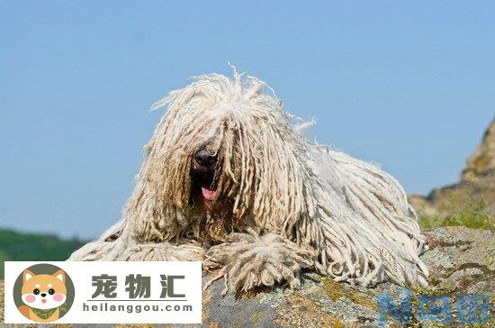 匈牙利牧羊犬价格是多少钱 纯种匈牙利牧羊犬多少钱一只