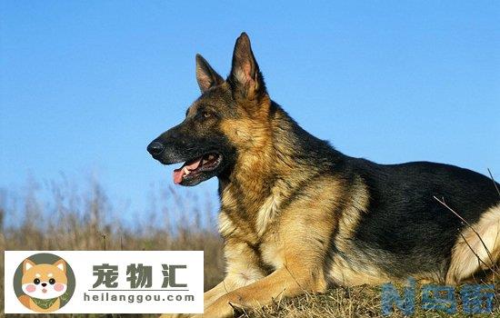 中华田园犬的缺点和优点