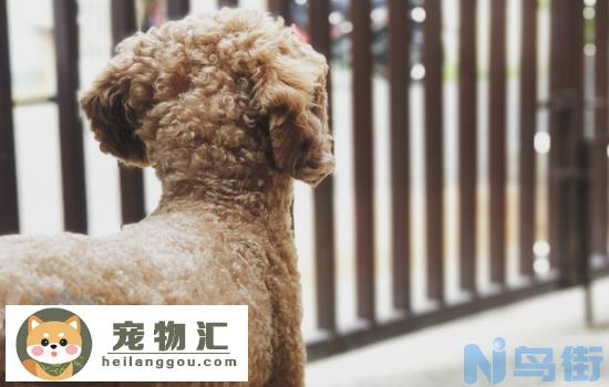 怎么挑选泰迪幼犬 这几点要注意