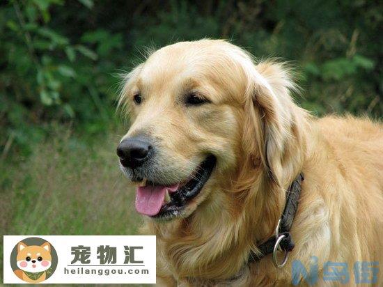 小金毛犬怎么看纯不纯 金毛犬纯不纯辨别鉴定方法