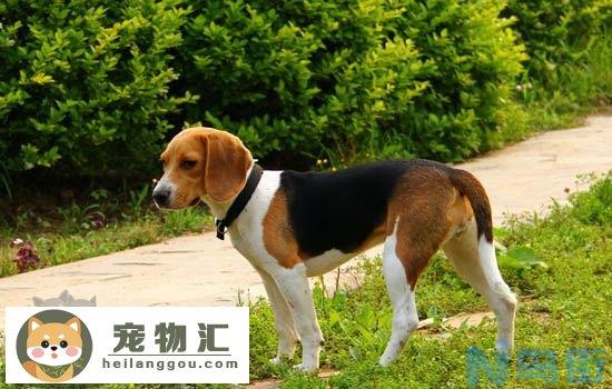 比格犬爱掉毛吗 比格犬掉毛的原因