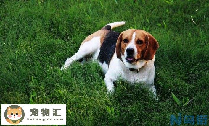 米格鲁猎兔犬如何训 怎么训练米格鲁猎兔犬