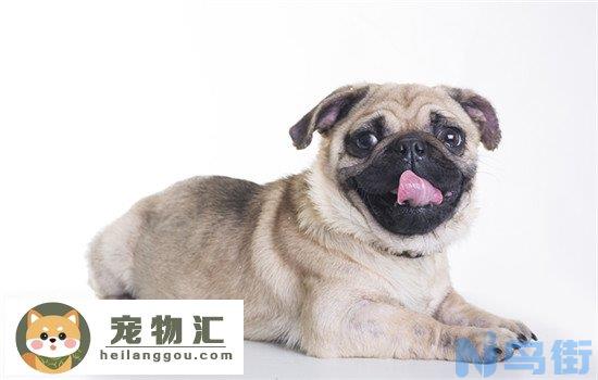 巴哥犬的价格是多少