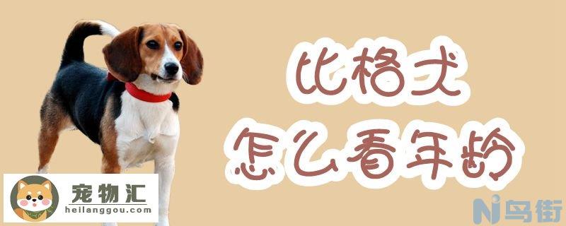 比格犬怎么看年龄