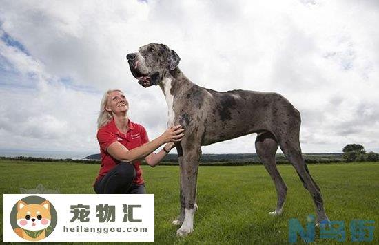 大丹犬性格怎么样 大丹犬性格脾气介绍