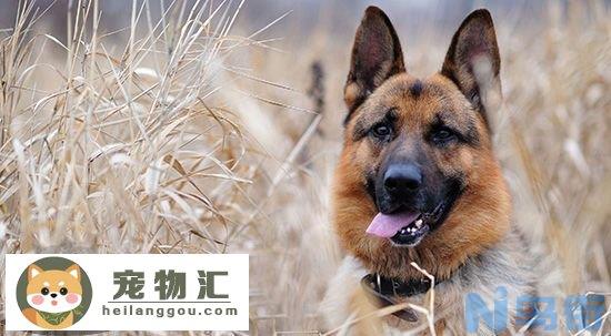 德国牧羊犬幼犬多少钱一只 德国牧羊犬幼犬价格