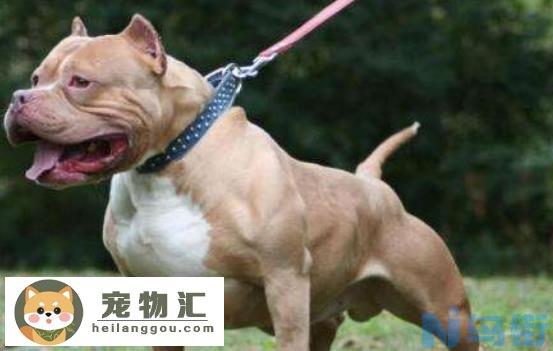 比特犬最怕什么犬