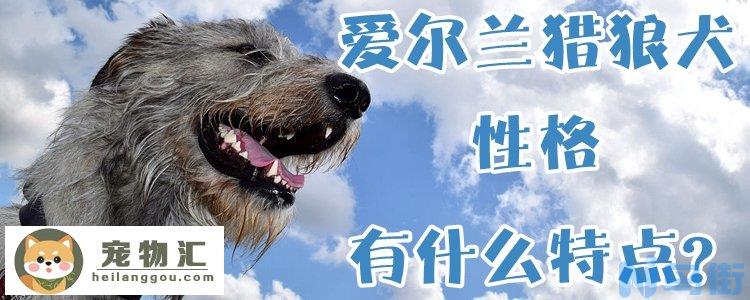 爱尔兰猎狼犬性格有什么特点