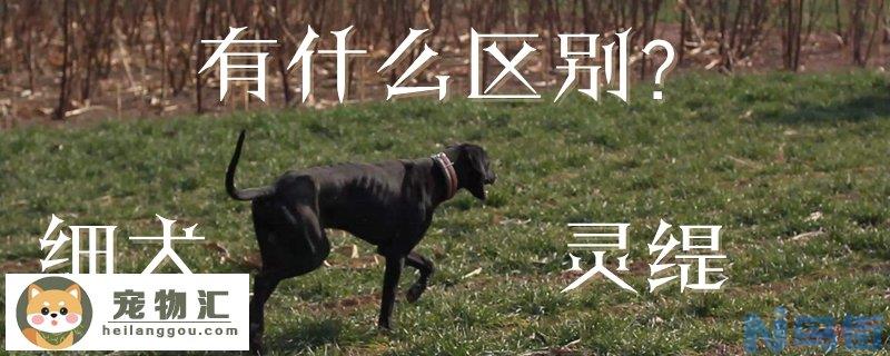 细犬和灵缇有什么区别