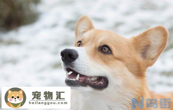 2000买柴犬靠谱吗