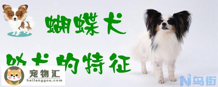 蝴蝶犬幼犬的特征