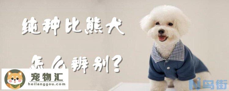 纯种比熊犬怎么辨别