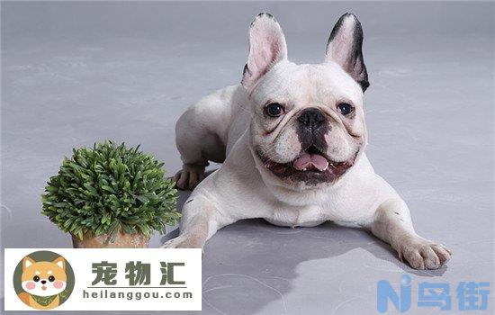 拉萨犬为什么没人养