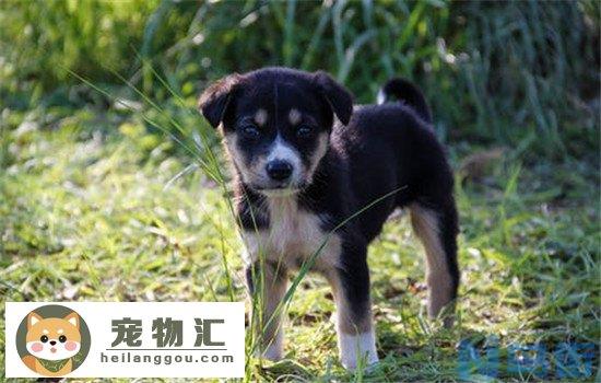 土狗有什么优点 中华田园犬不比品种狗差