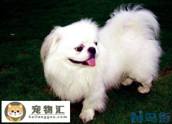 京巴狗价格是多少 京巴犬多少钱一只