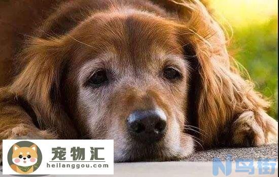 老年狗狗临死什么症状 知道这些让狗狗安度晚年